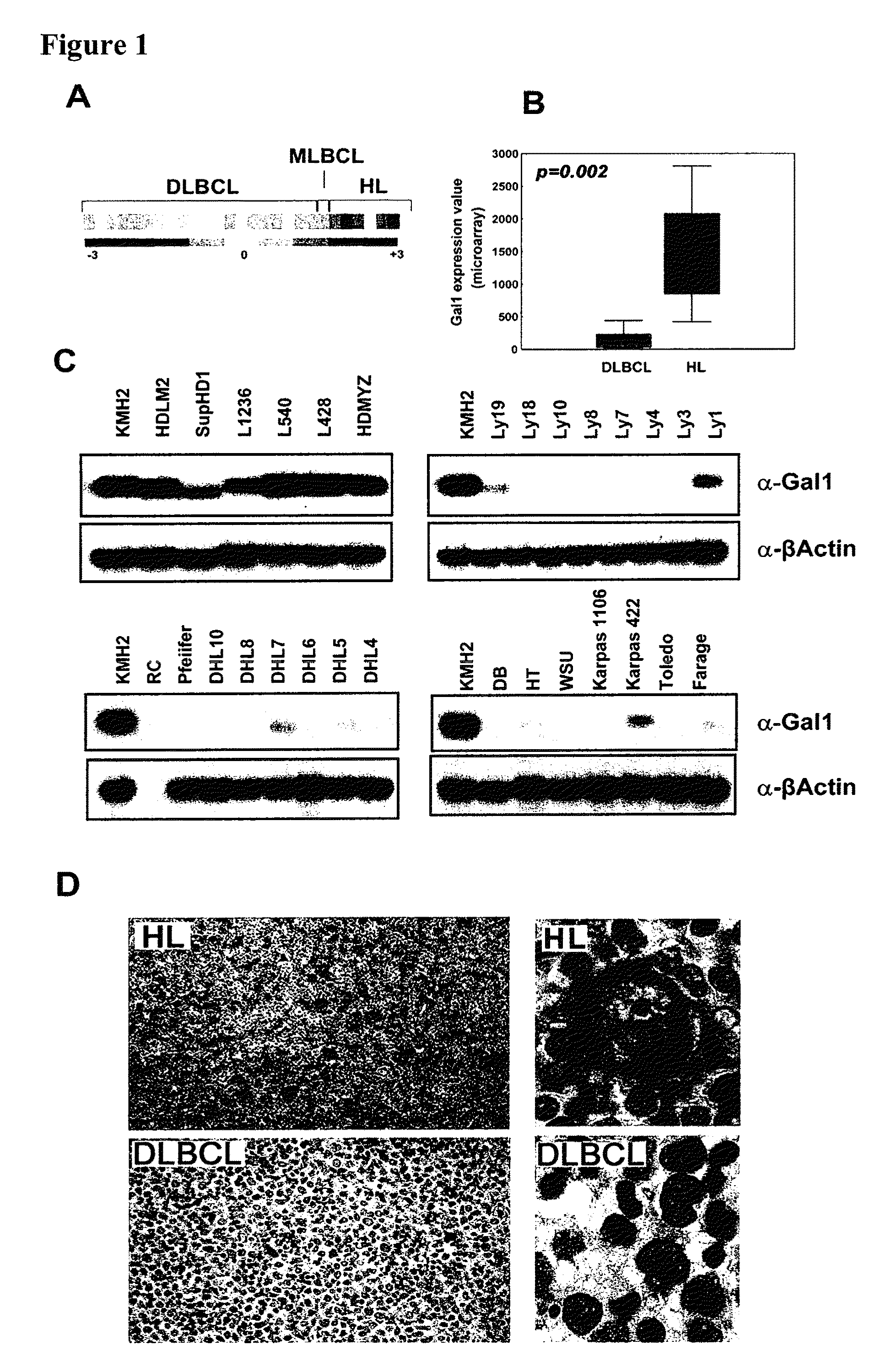 Compositions, kits, and methods for the modulation of immune responses using galectin-1