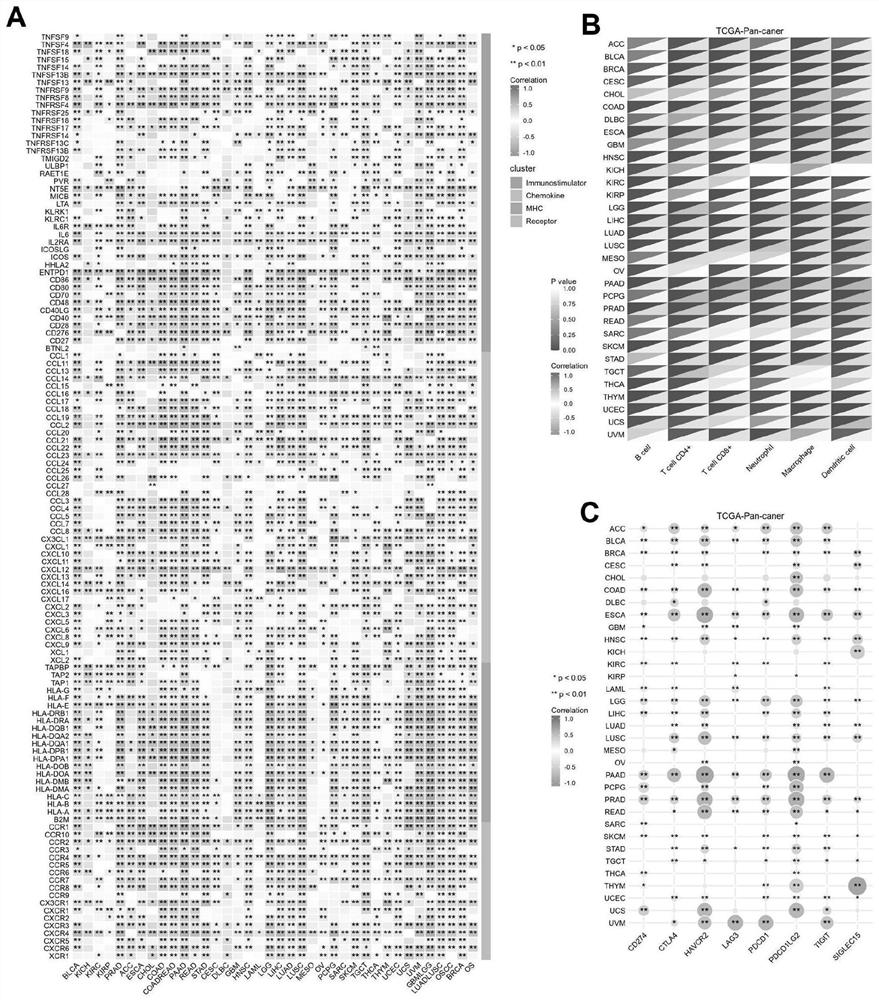 Bladder cancer immunotherapy biomarker, immune risk model and application of bladder cancer immunotherapy biomarker and immune risk model