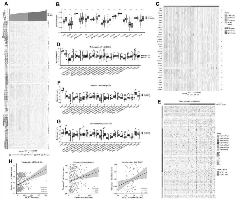 Bladder cancer immunotherapy biomarker, immune risk model and application of bladder cancer immunotherapy biomarker and immune risk model