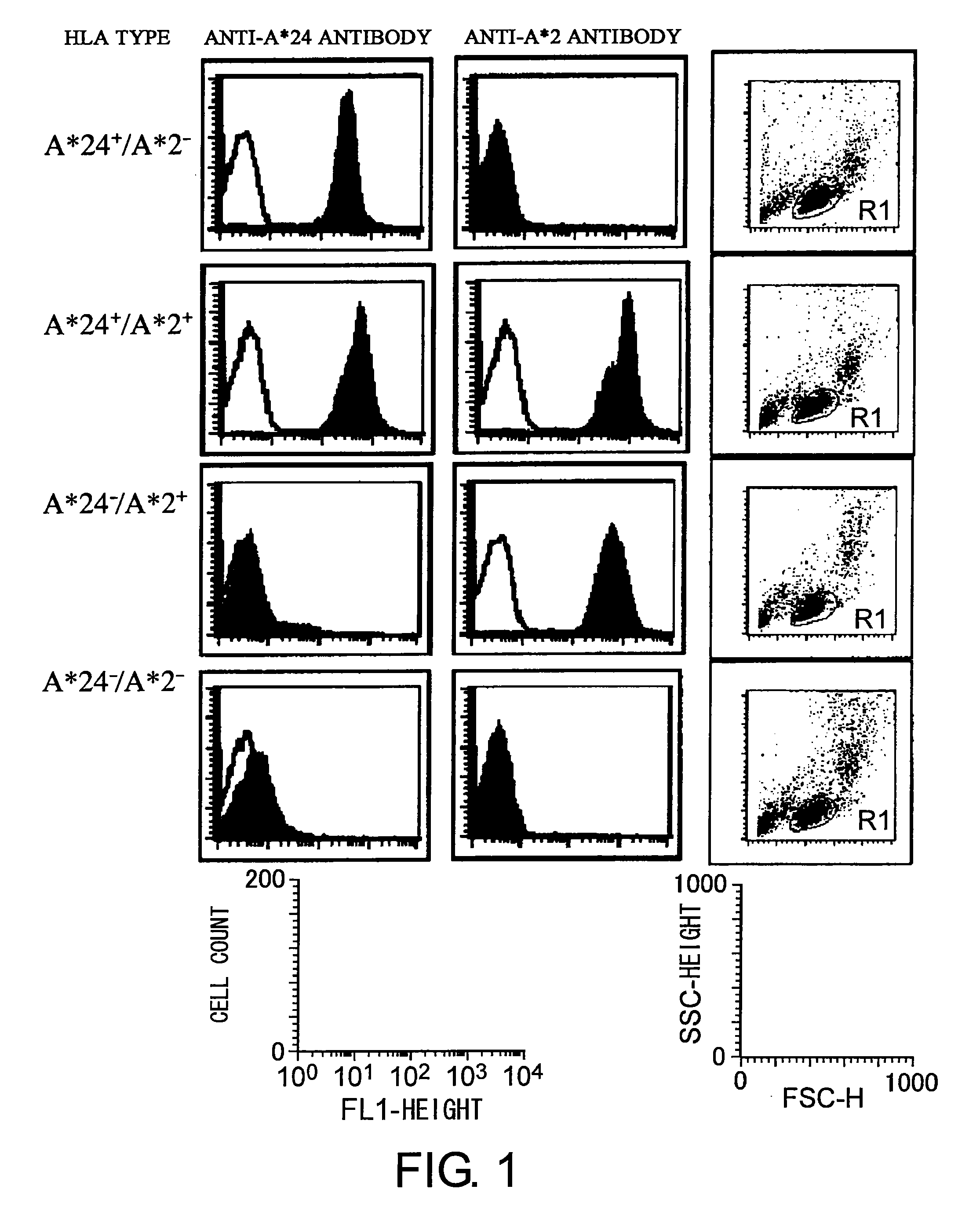 Cytotoxic t-cell epitope peptide and use thereof