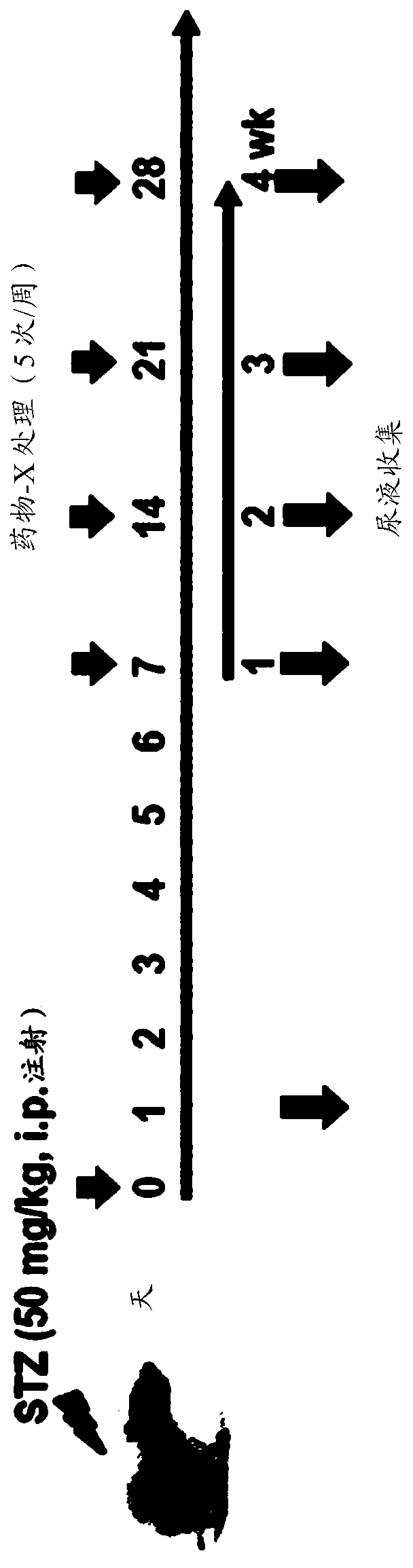 Biomarker sbp1 for early diagnosis of renal diseases, and use thereof