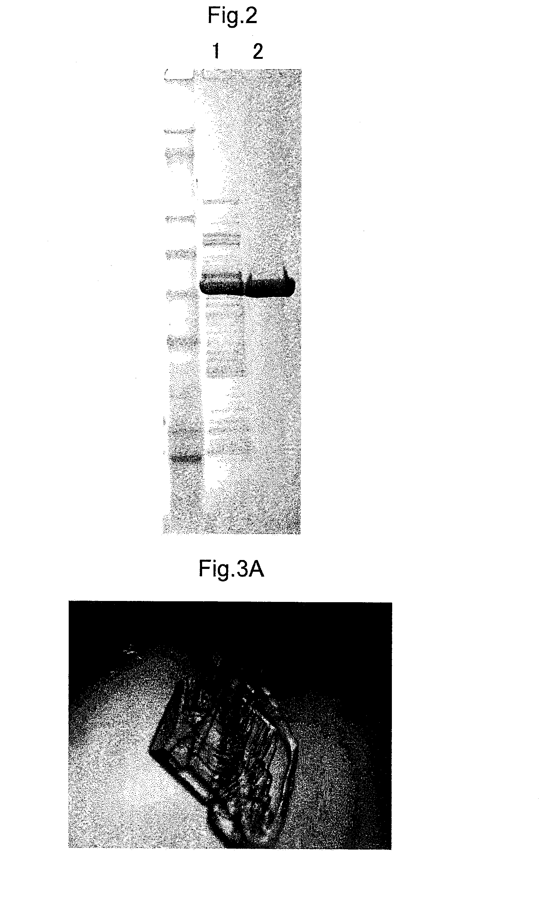 Electrode having enzyme crystals immobilized thereon, method for producing electrode having enzyme crystals immobilized thereon, and biological fuel cell and biosensor provided with electrode having enzyme crystals immobilized thereon