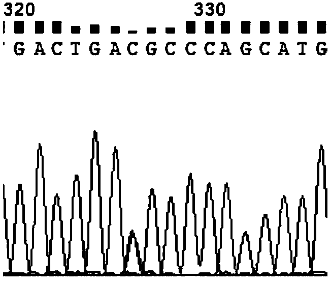 Cloning primers of pig PLIN1 gene, single nucleotide polymorphic site detection method and application