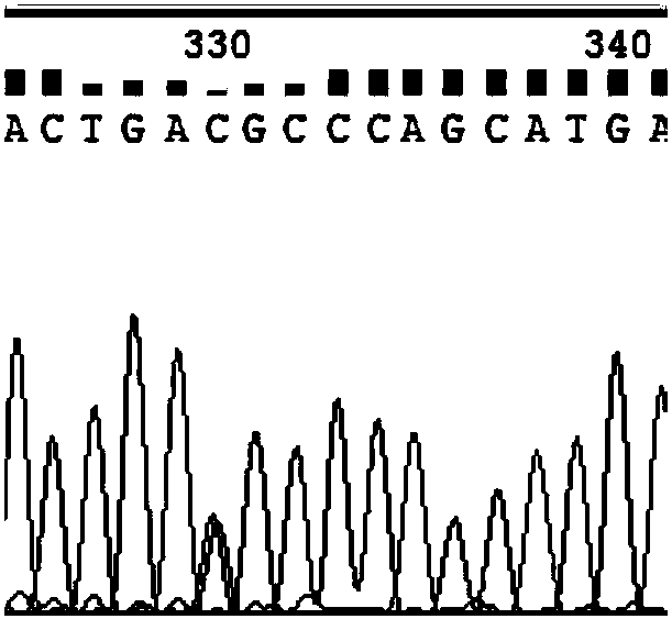 Cloning primers of pig PLIN1 gene, single nucleotide polymorphic site detection method and application