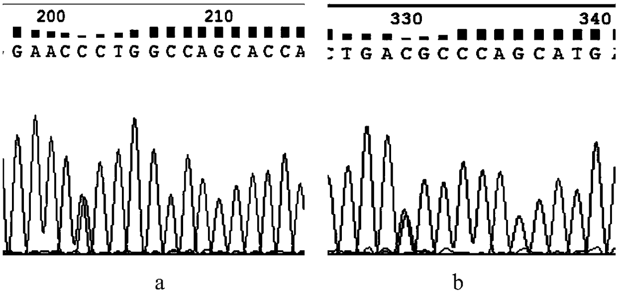 Cloning primers of pig PLIN1 gene, single nucleotide polymorphic site detection method and application