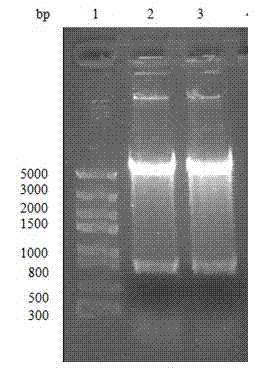 Enhance-like element gene for enhancing foreign protein expression and application of gene