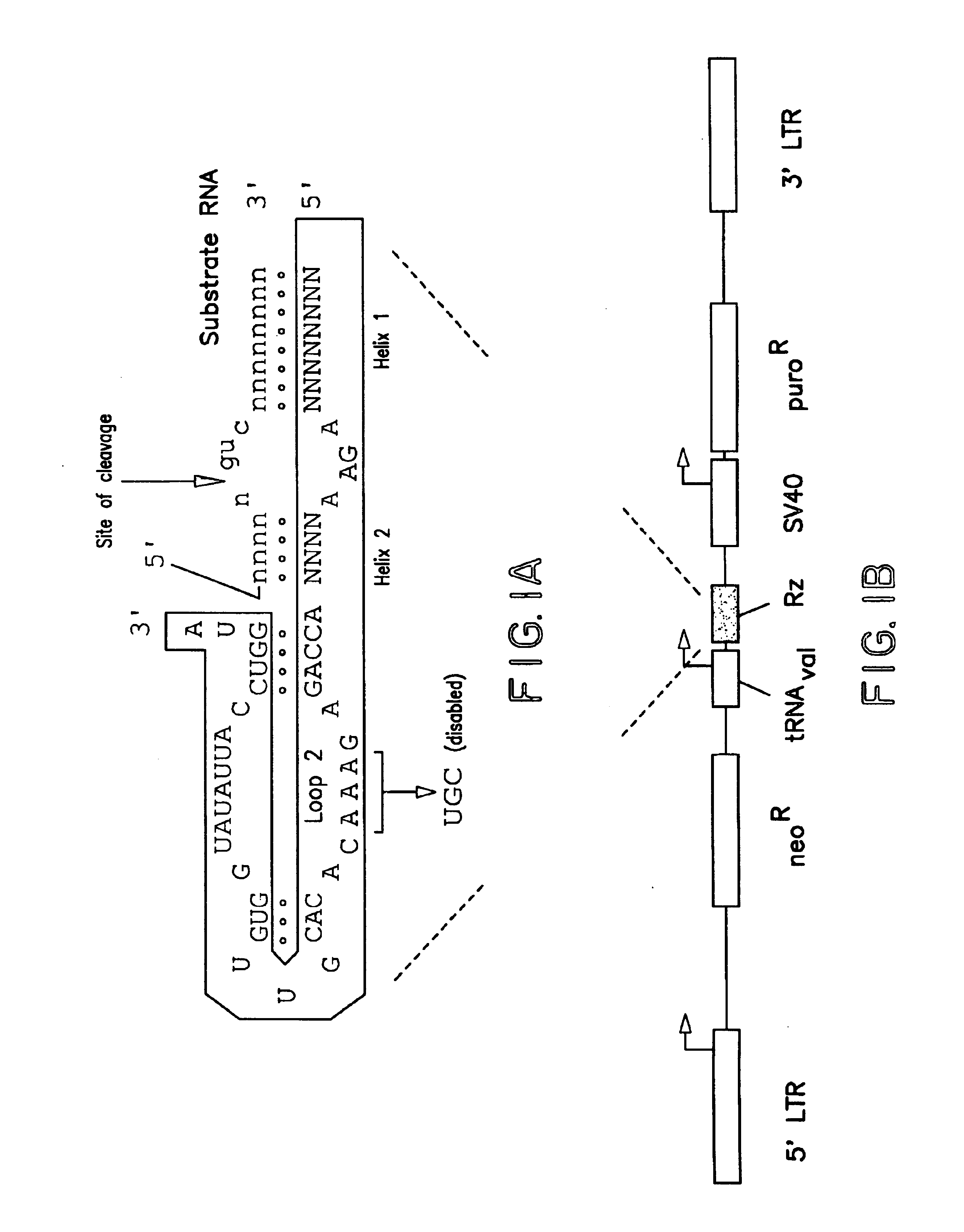 Tumor suppressor molecules and methods of use