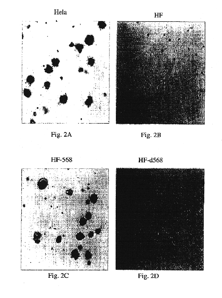 Tumor suppressor molecules and methods of use