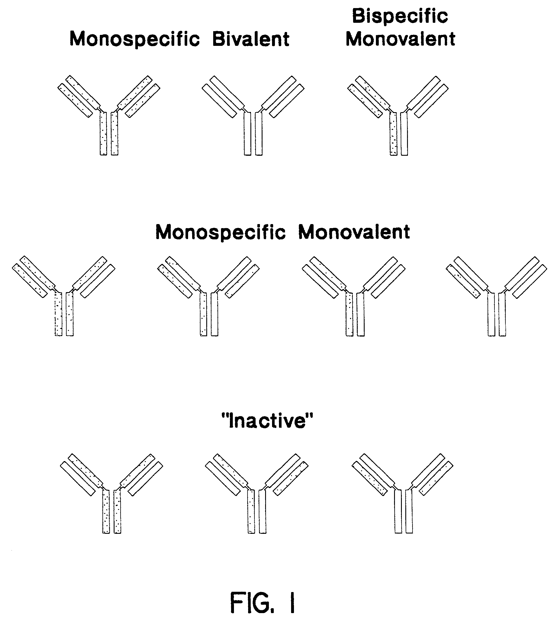 Method for making heteromultimeric polypeptides