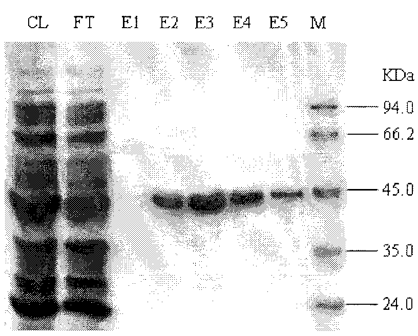 Protein nano complex promoting plant growth and preparation method and application thereof