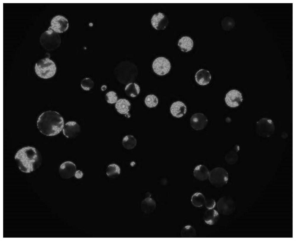 Preparation method of lily mesophyll protoplast