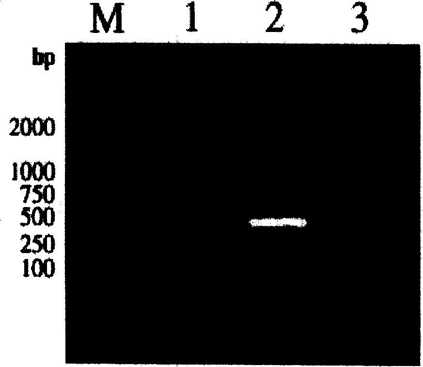 Fishes infectious spleen and kidney necrosis virus gene engineering vaccine and preparation method thereof