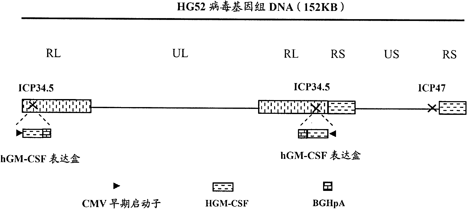 Recombinant II type herpes simplex virus vector, preparation method of recombinant II type herpes simplex virus vector, recombinant virus, medicinal composition and application