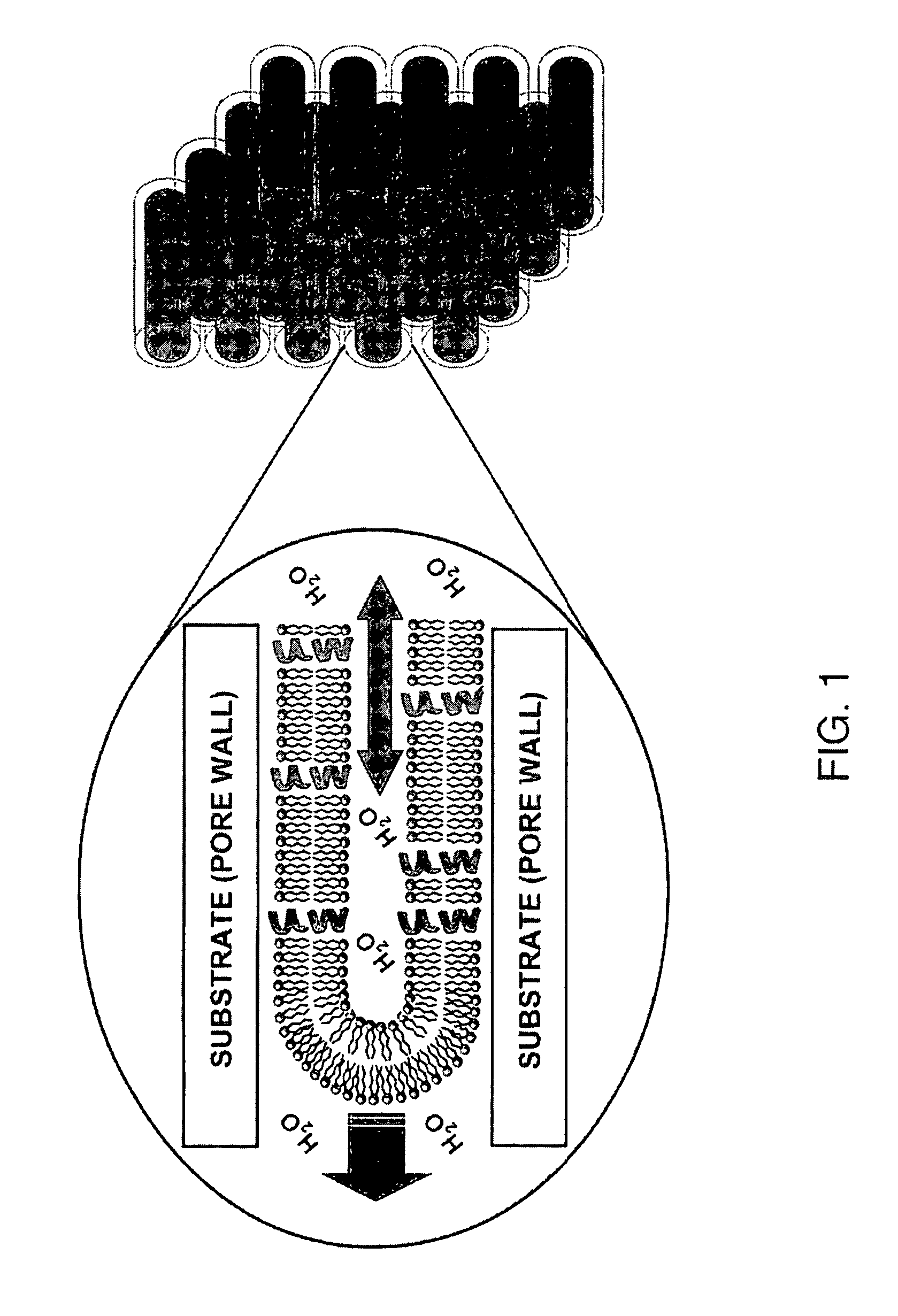 Solid state NMR method for screening cell membrane protein binding drug candidates