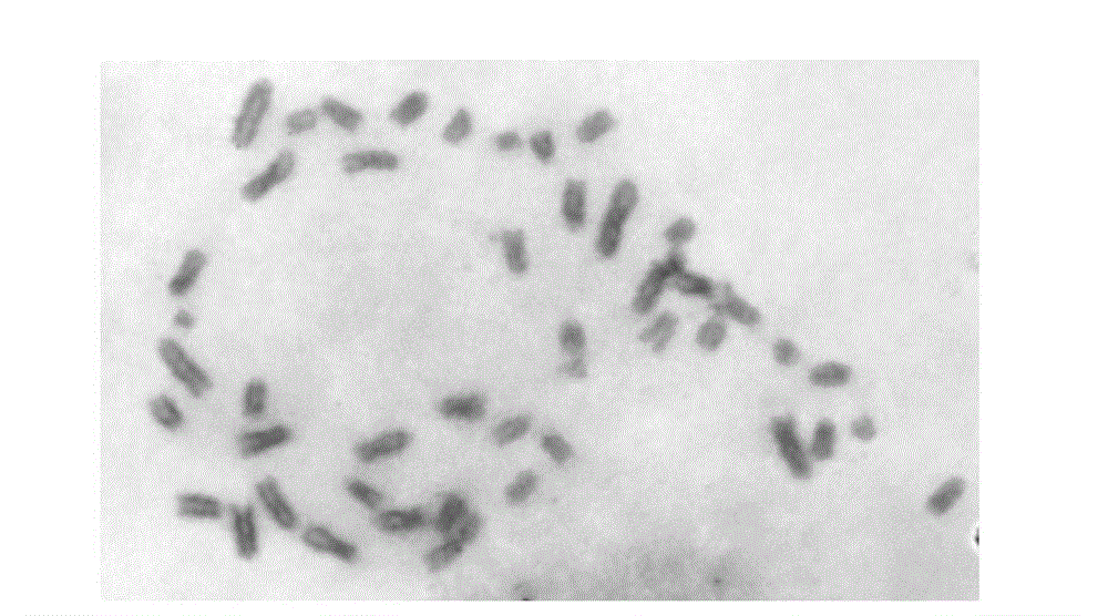 Monoclonal antibody of anti-H9 subtype flu virus haemagglutinin protein and application thereof