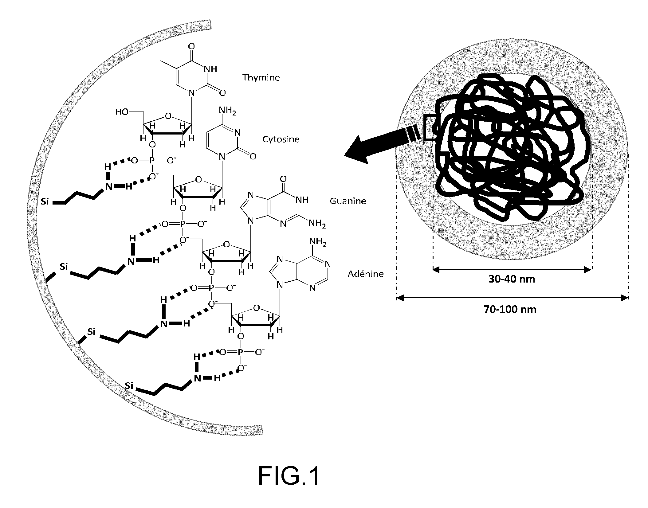 Silica particle including a molecule of interest, method for preparing same and uses thereof