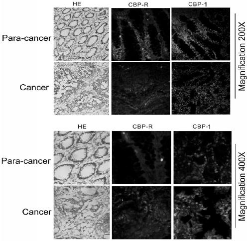 Screening method and application of human colon cancer cell specific binding polypeptide