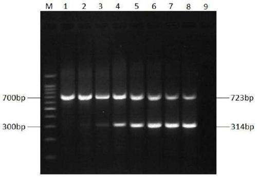 Primer group for carrying out dual nanometer PCR (Polymerase Chain Reaction) detection on H7 and N2 subtype avian influenza virus, kit and method