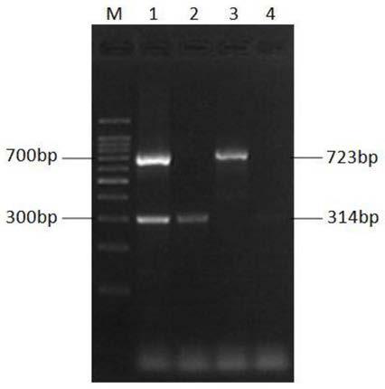 Primer group for carrying out dual nanometer PCR (Polymerase Chain Reaction) detection on H7 and N2 subtype avian influenza virus, kit and method