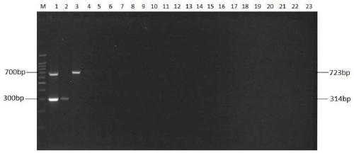 Primer group for carrying out dual nanometer PCR (Polymerase Chain Reaction) detection on H7 and N2 subtype avian influenza virus, kit and method