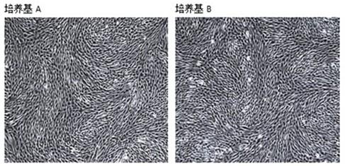 A serum-free medium for mesenchymal stem cells containing berberine