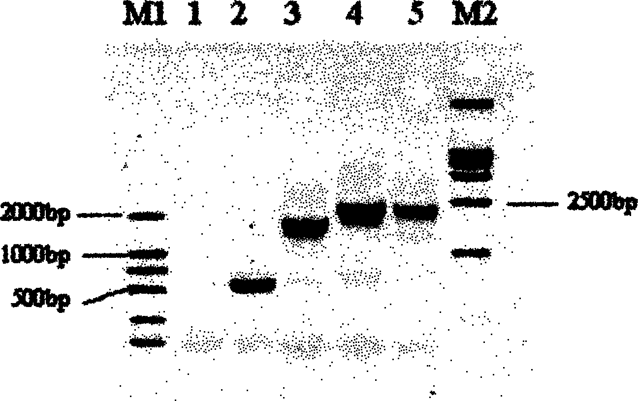 Vibrio paraheamolyticus bivalent DNA vaccine as well as preparation method and application thereof