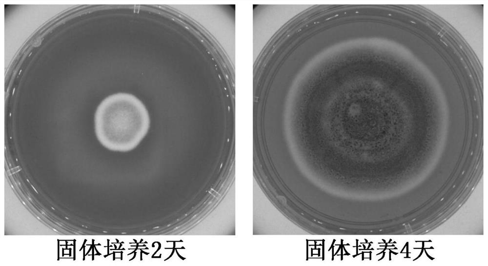 A Coptis chinensis Soil Ferulic Acid Degrading Bacteria and Its Application
