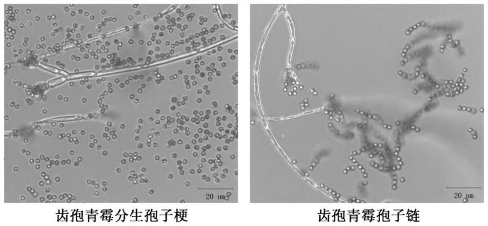 A Coptis chinensis Soil Ferulic Acid Degrading Bacteria and Its Application