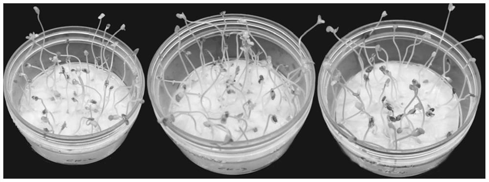 Sesame seed coating agent and coating method