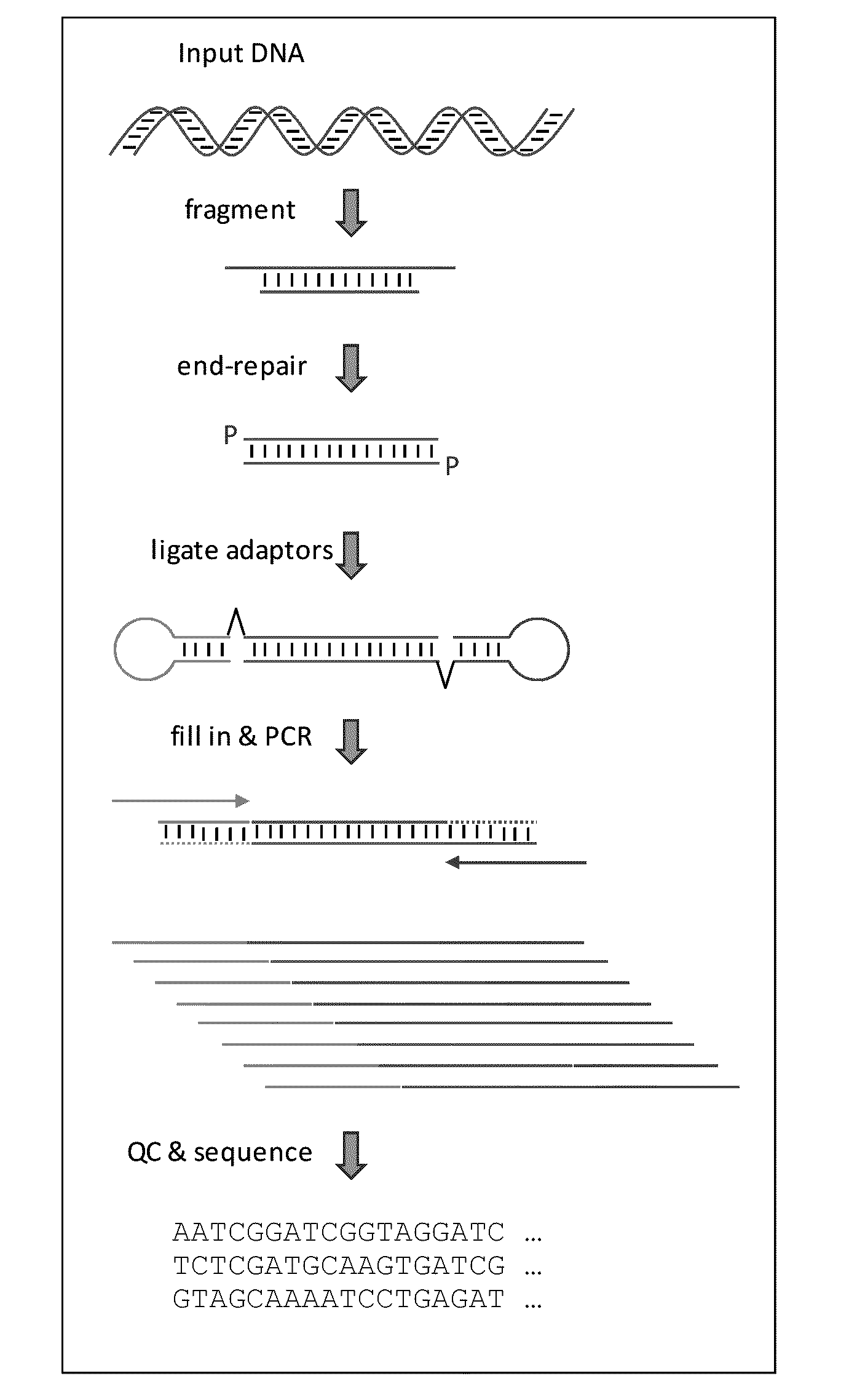 Methods and Compositions for Multiplex Sequencing