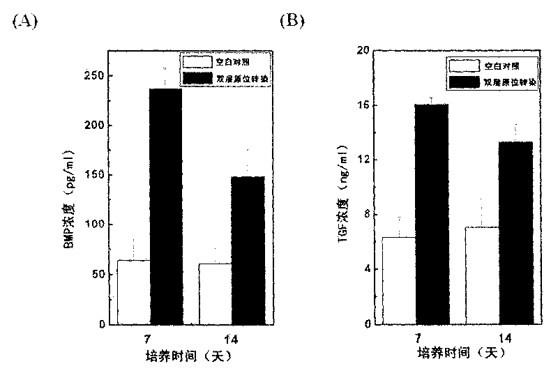 Double-gene activated bone-cartilage compound transplant, preparation method and application thereof