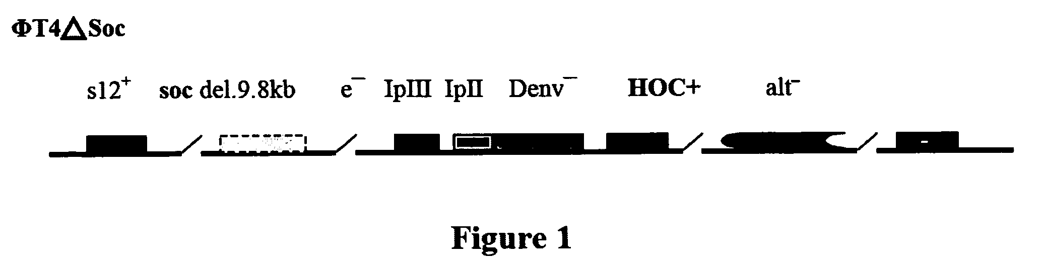 Novel recombinant T4 phage particle containing HIV, H. pylori or cancer antigens and uses thereof