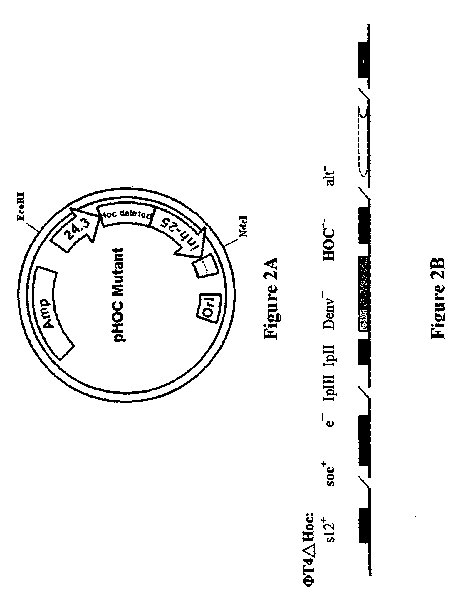 Novel recombinant T4 phage particle containing HIV, H. pylori or cancer antigens and uses thereof