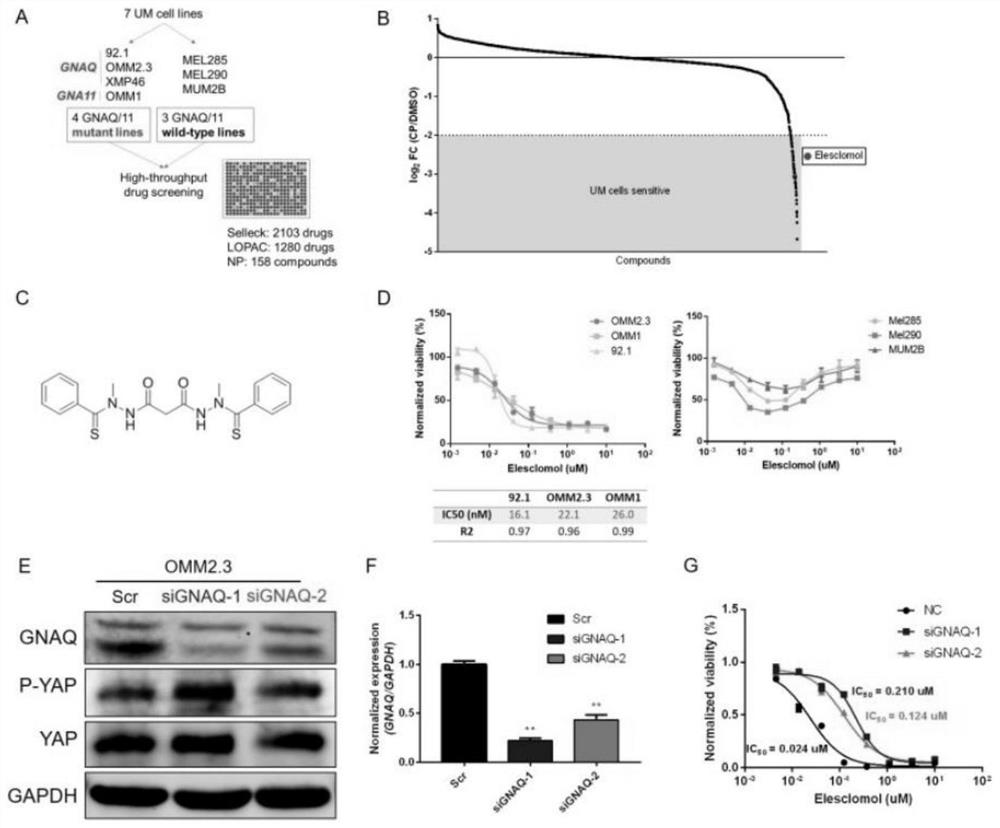 Application of a small molecule in the preparation of drugs for mutant uveal melanoma