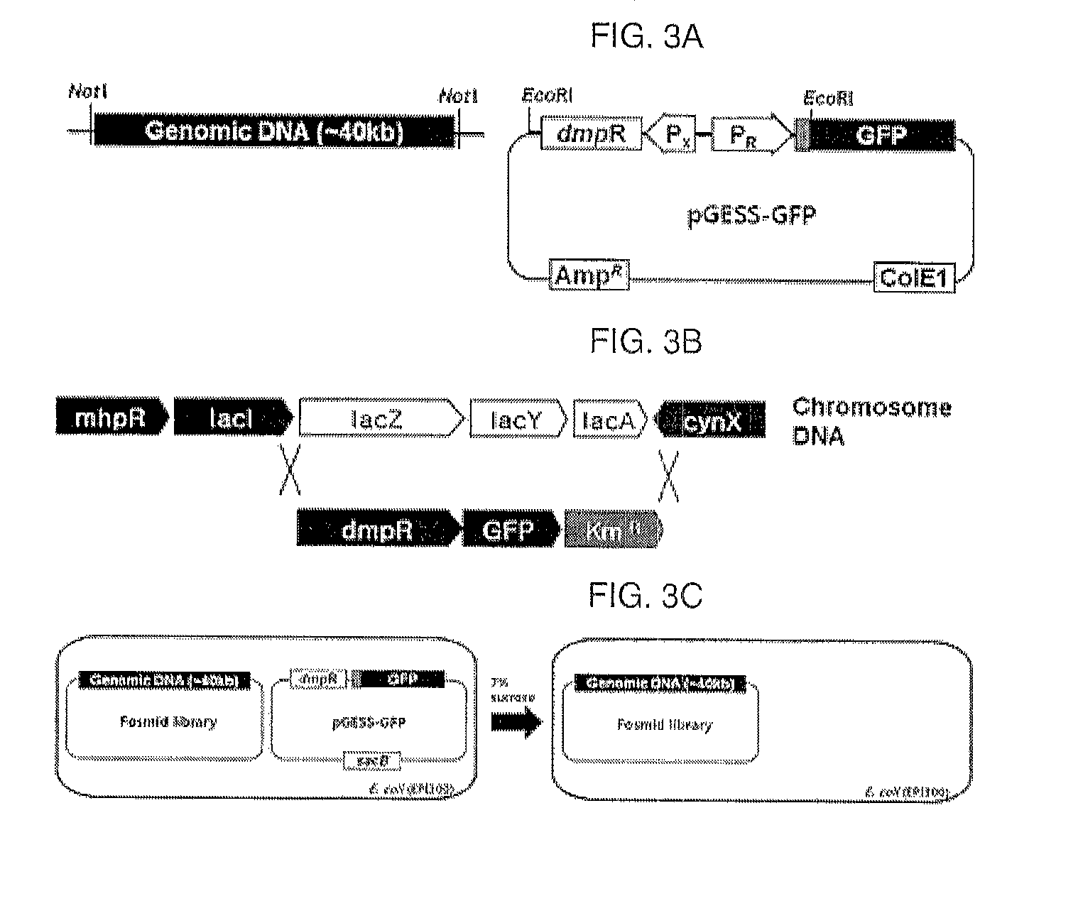 Method for screening and quantifying various enzyme activities using a genetic enzyme screening system