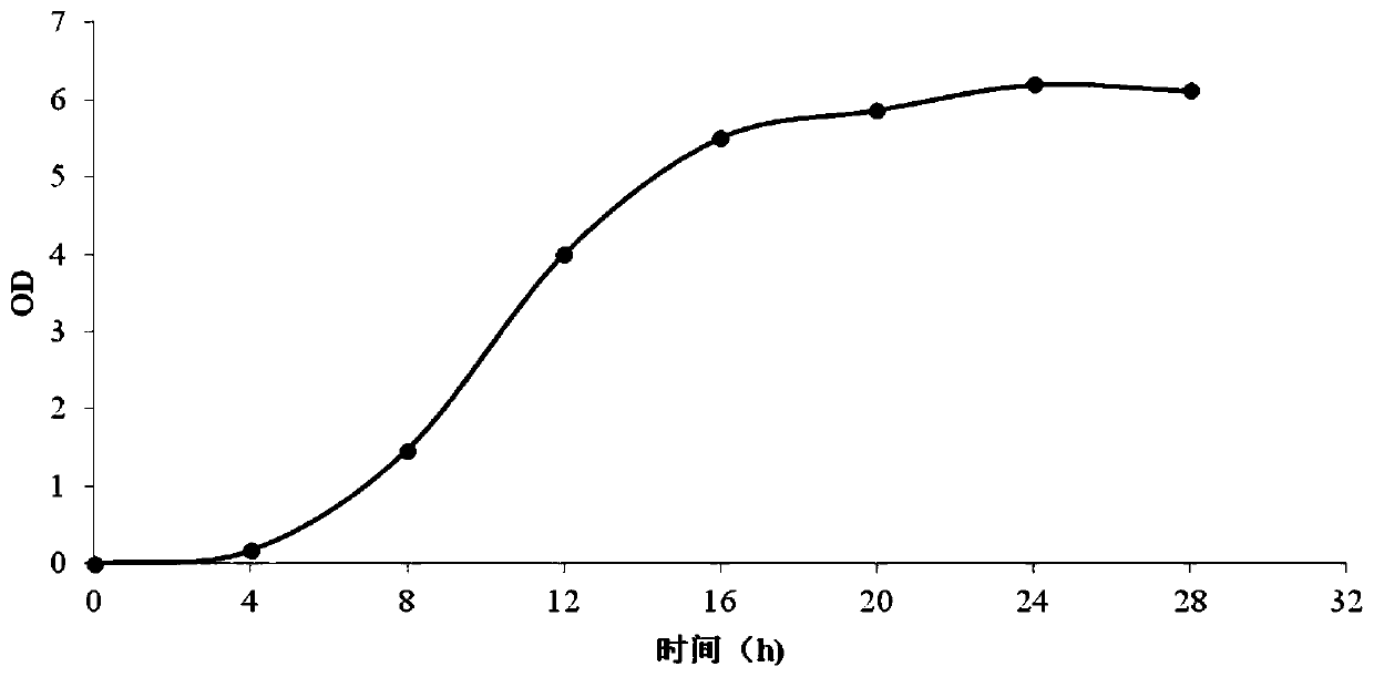 A strain of Lactobacillus plantarum and its application in fermented feed