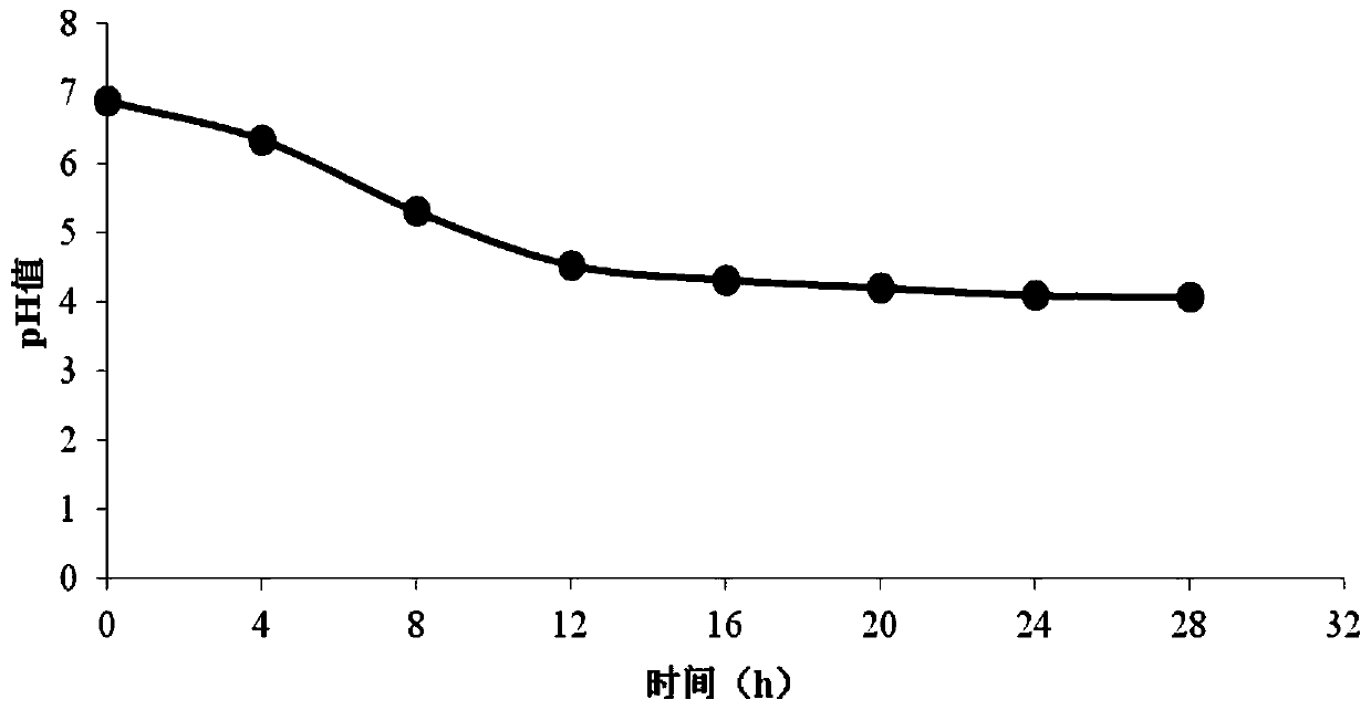 A strain of Lactobacillus plantarum and its application in fermented feed
