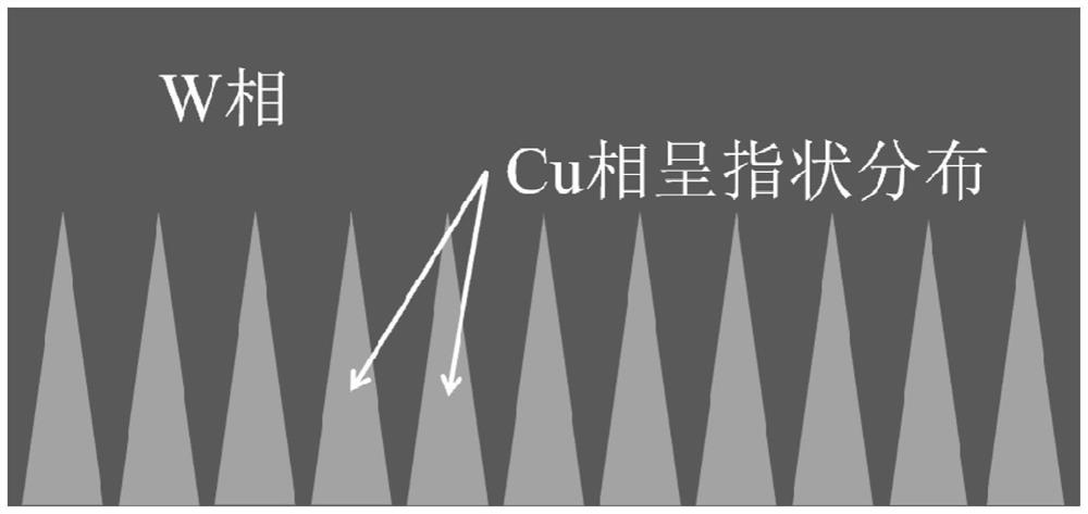 A kind of preparation method of w-cu composite plate with cu phase in finger-like gradient distribution