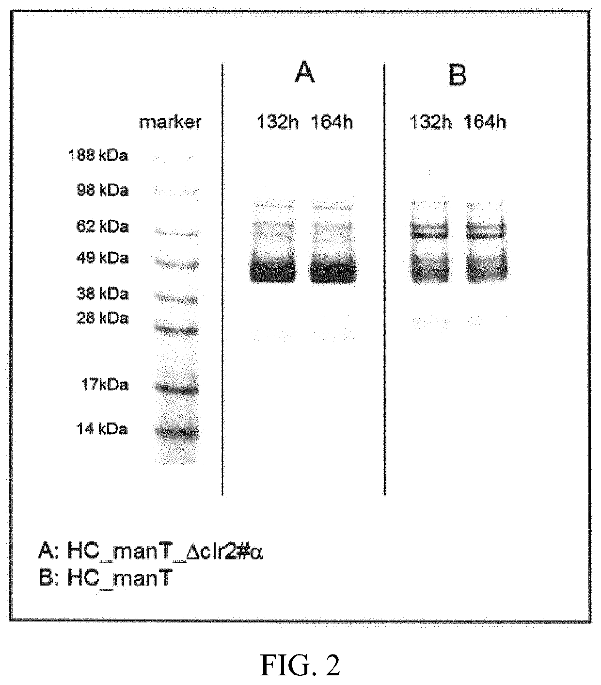 Method of producing proteins in filamentous fungi with decreased CLR2 activity