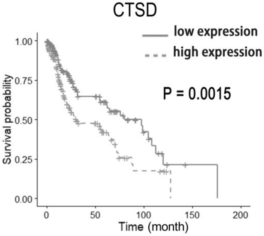 Application of CTSD as diagnostic marker in construction of lung squamous cell carcinoma prognostic prediction model