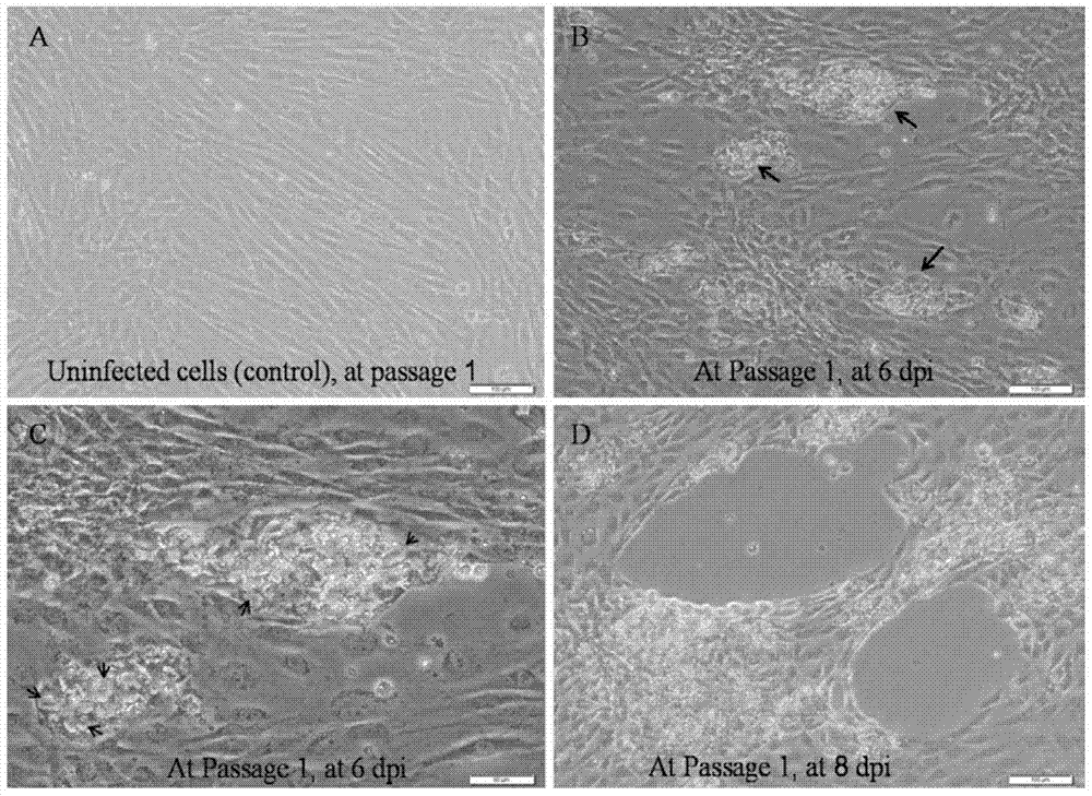 Gibel carp dorsal fin cell line