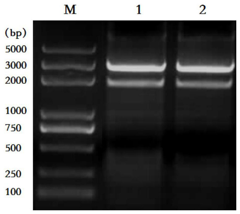 A kind of rabies virus recombinant antigen and preparation method and use thereof