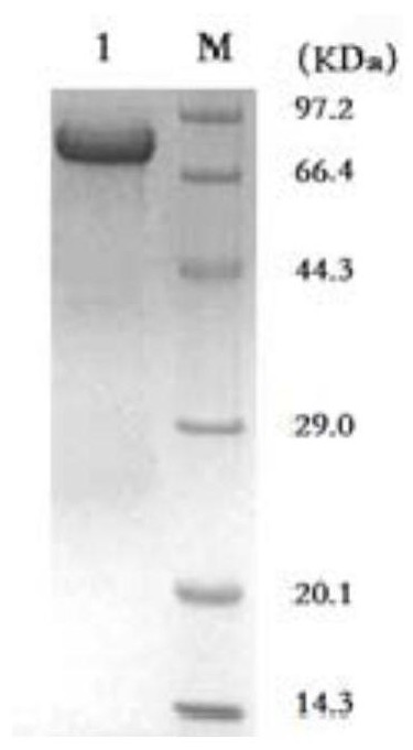 A kind of rabies virus recombinant antigen and preparation method and use thereof