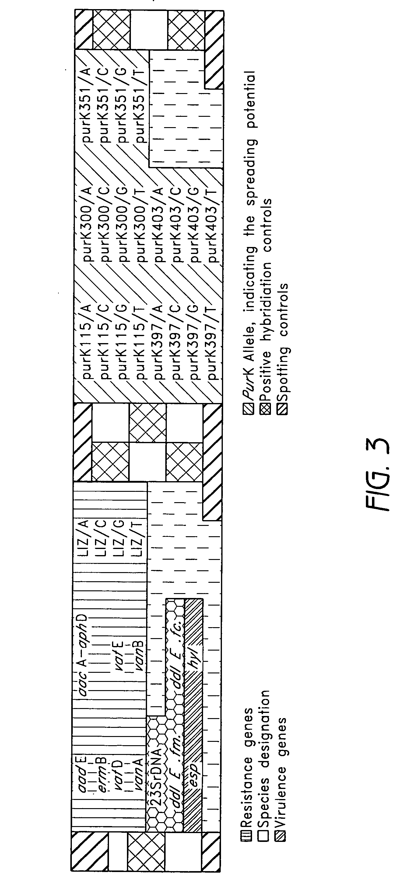 Detection of presence and antibiotic susceptibility of enterococci