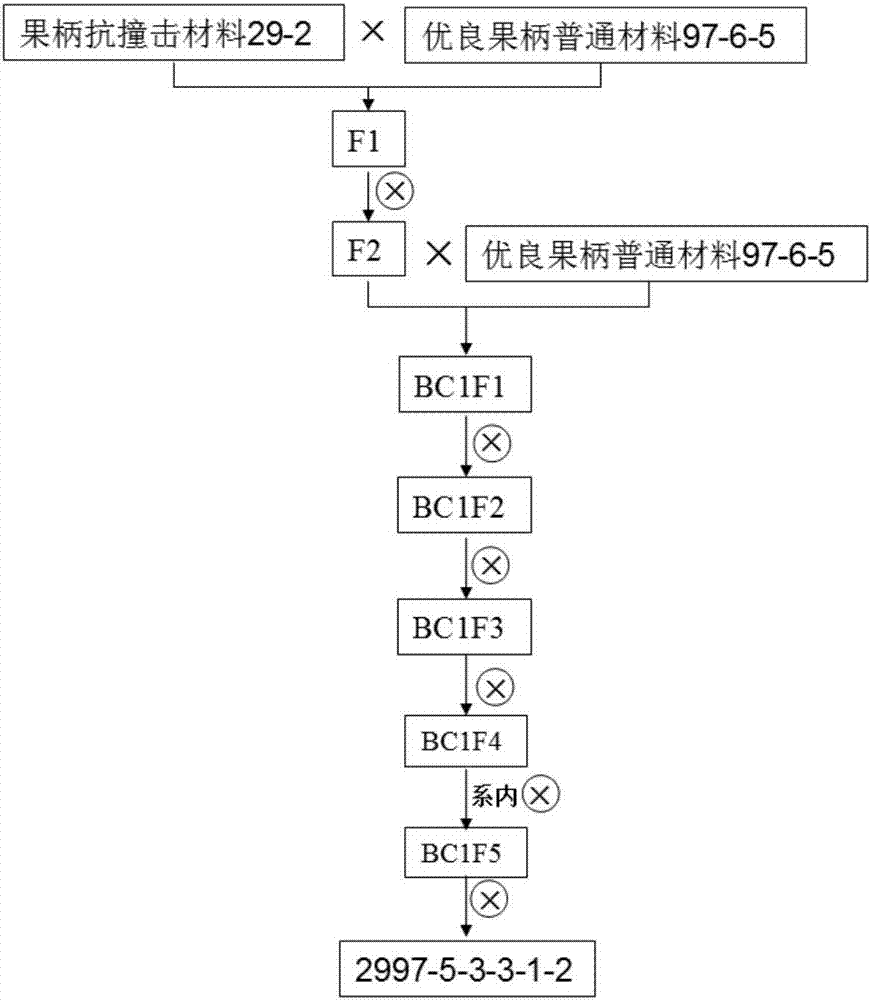 Method of creating pumpkin germplasm resources having good pedicel impact resistance and good comprehensive characteristics