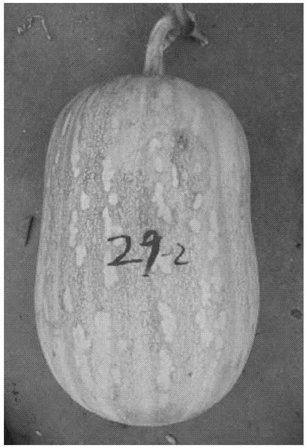 Method of creating pumpkin germplasm resources having good pedicel impact resistance and good comprehensive characteristics