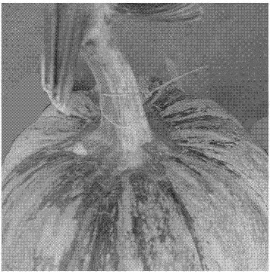 Method of creating pumpkin germplasm resources having good pedicel impact resistance and good comprehensive characteristics