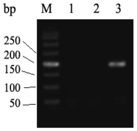 rhd-t268a mutant and its detection