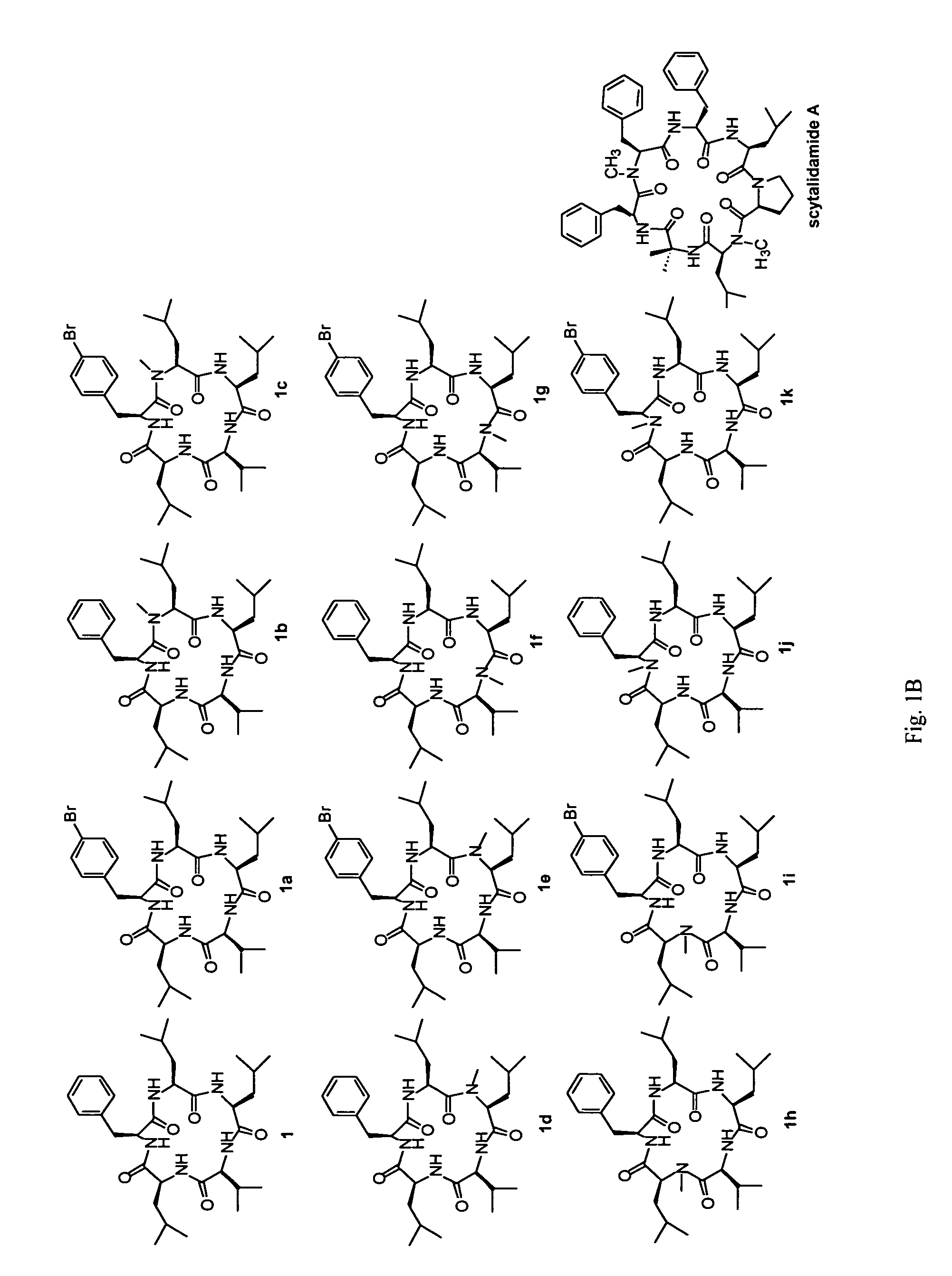 Cyclic peptide antitumor agents