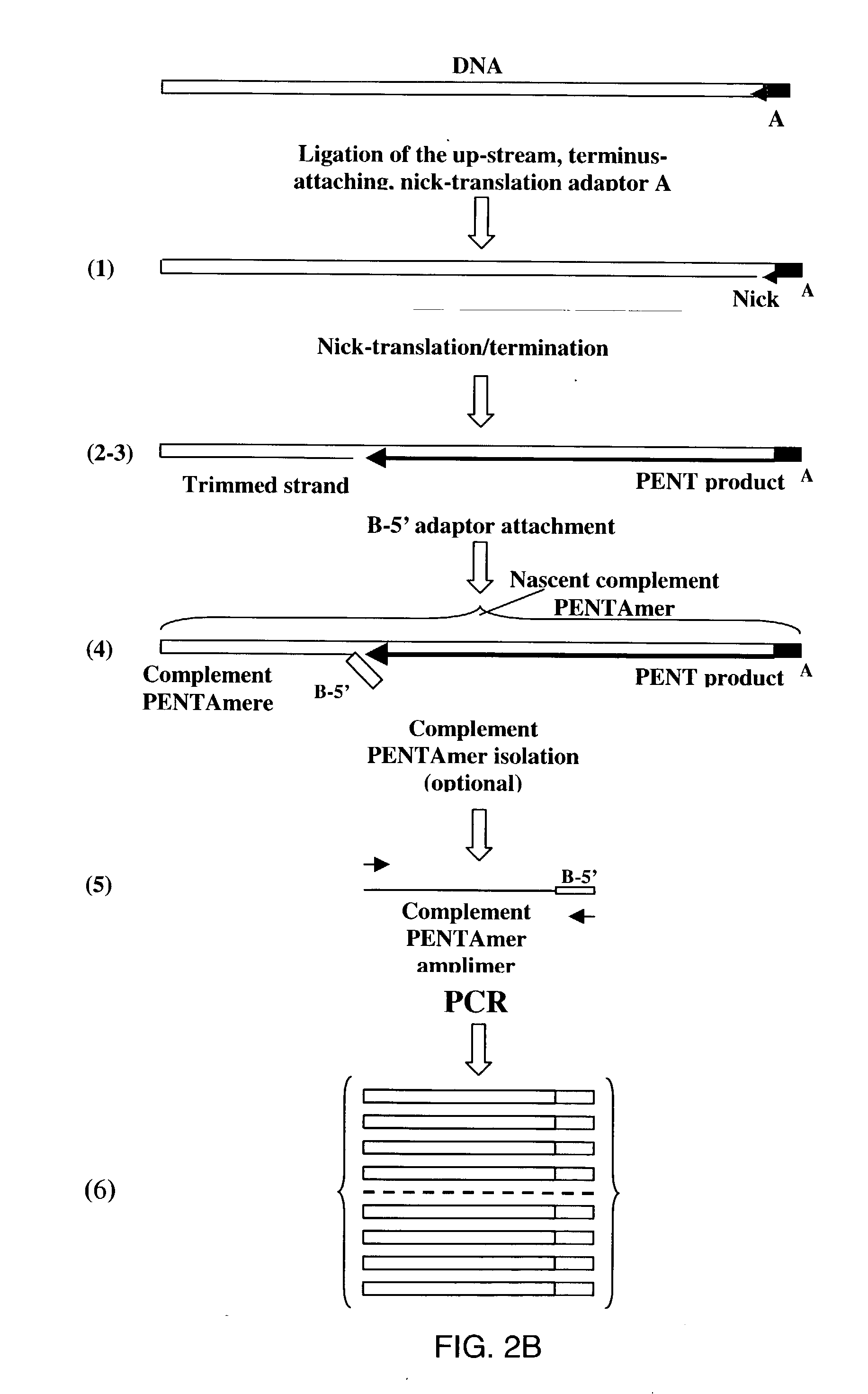 Method of producing a DNA library using positional amplification